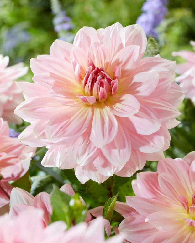 Fairway Pilot Giant Dinnerplate Dahlia
